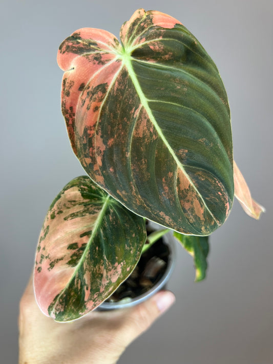 Philodendron Melanocrysum Orange "Bonfire"