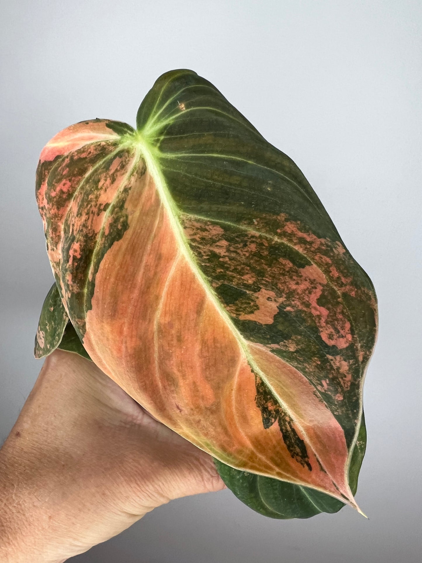 Philodendron Melanocrysum Orange