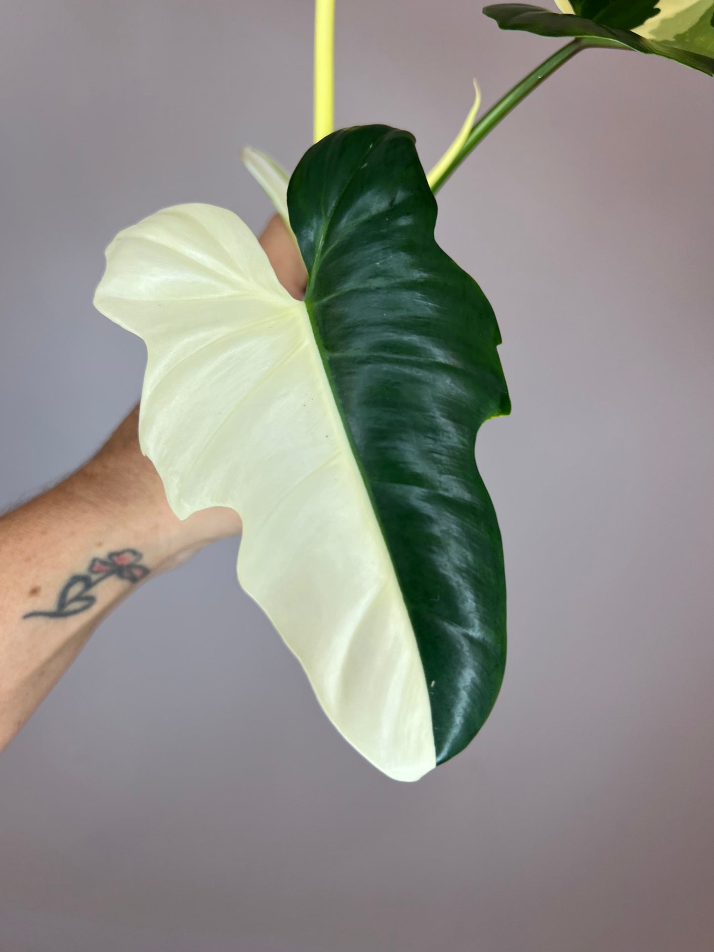 Philodendron Golden Dragon