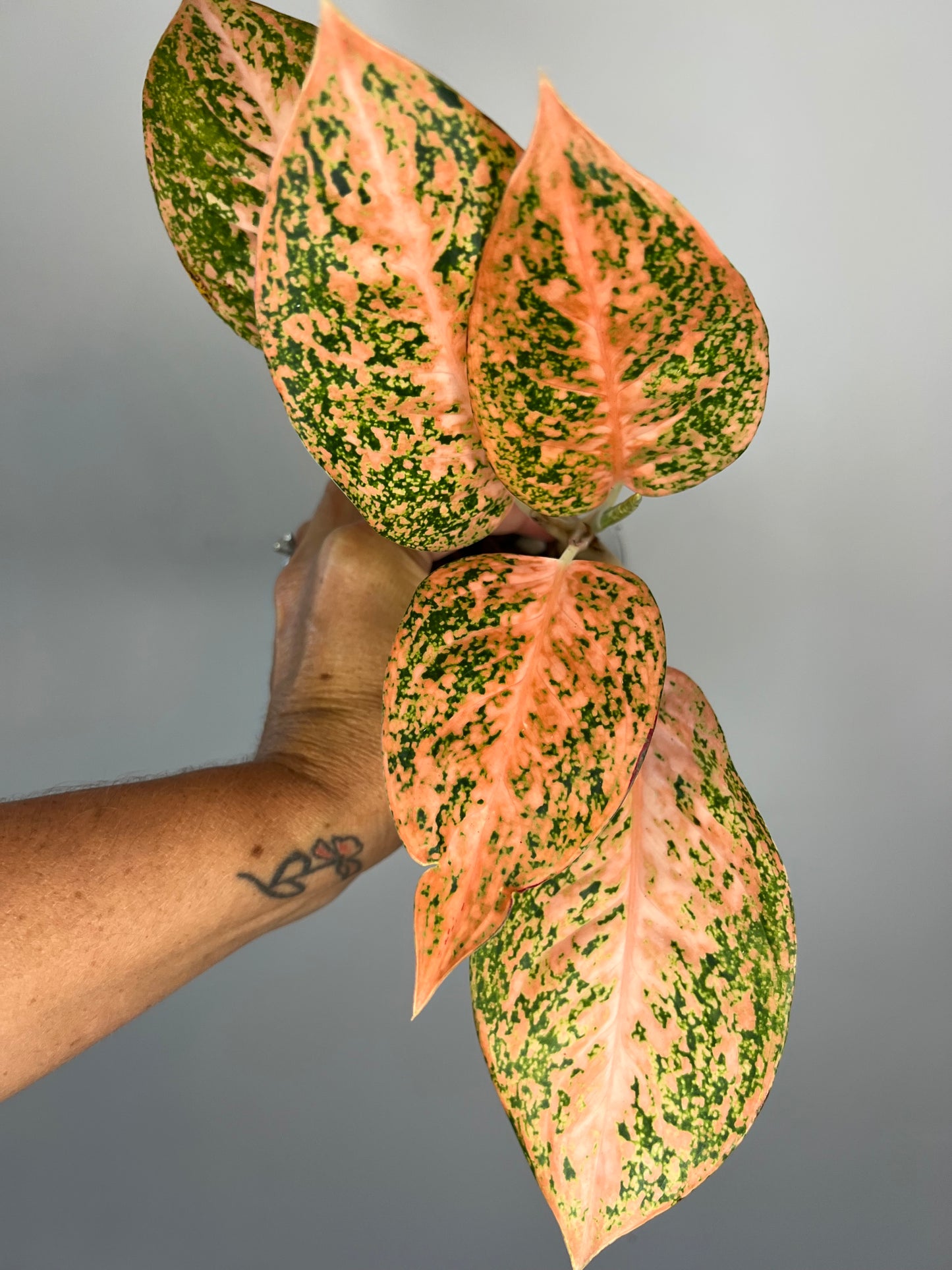 Aglaonema Orange Stardust