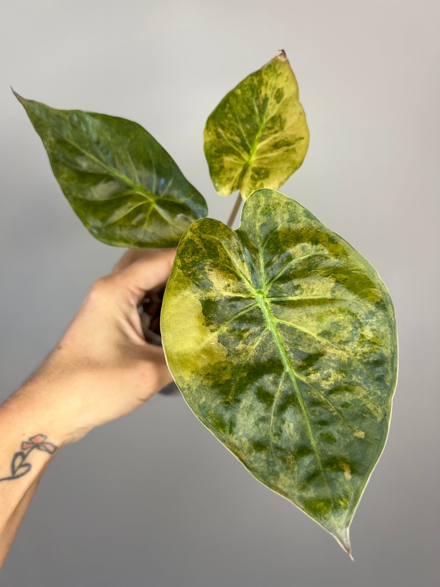 Alocasia Wentii Sunset π