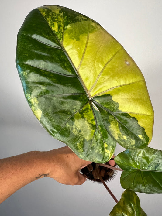 Alocasia Yucatan Princess Variegated