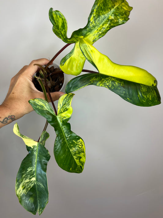 Philodendron Aquarius