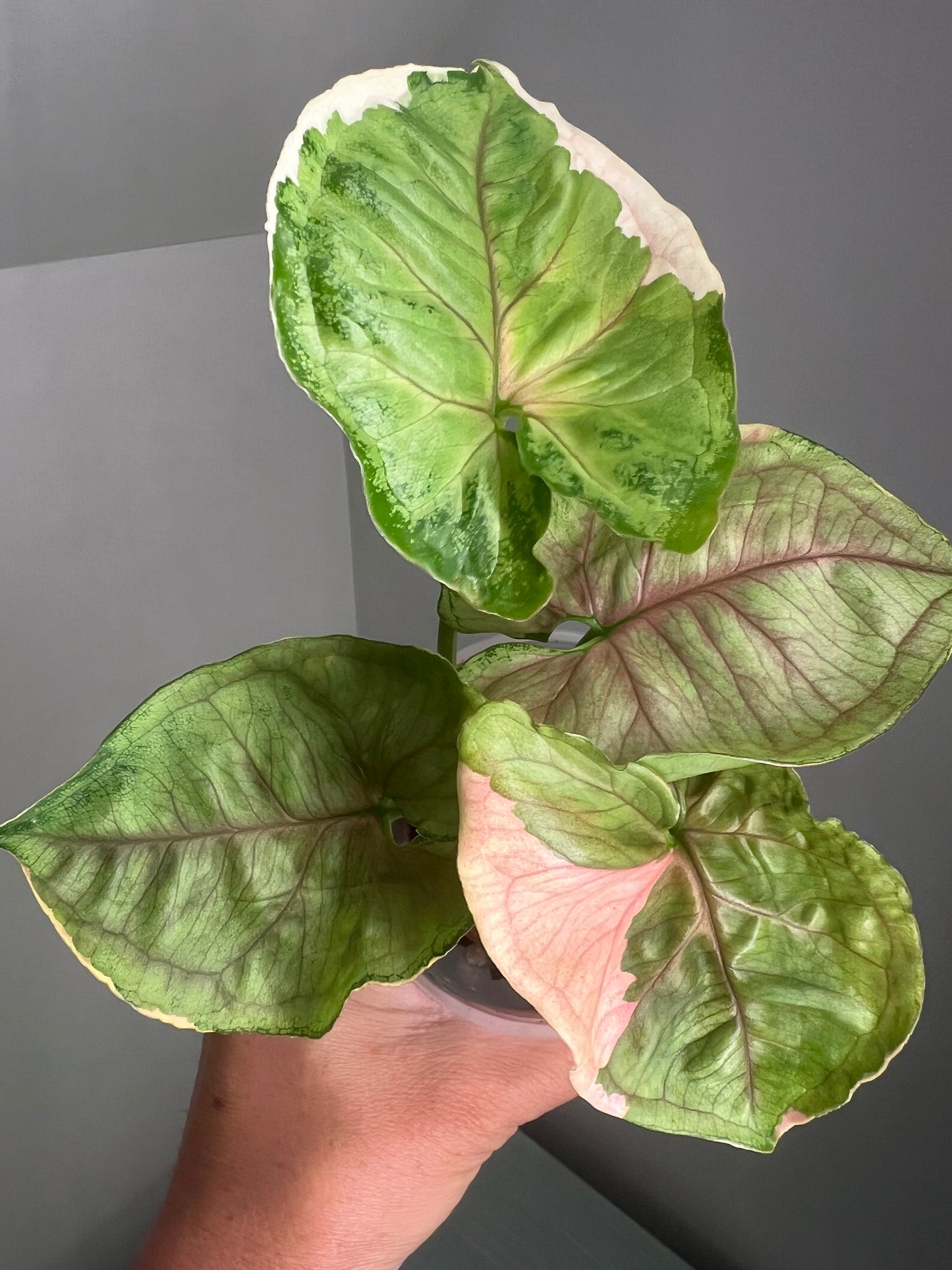 Syngonium Mango Allusion