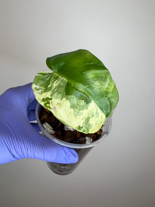 Philodendron Burle Marx Snow White E Multinode Base