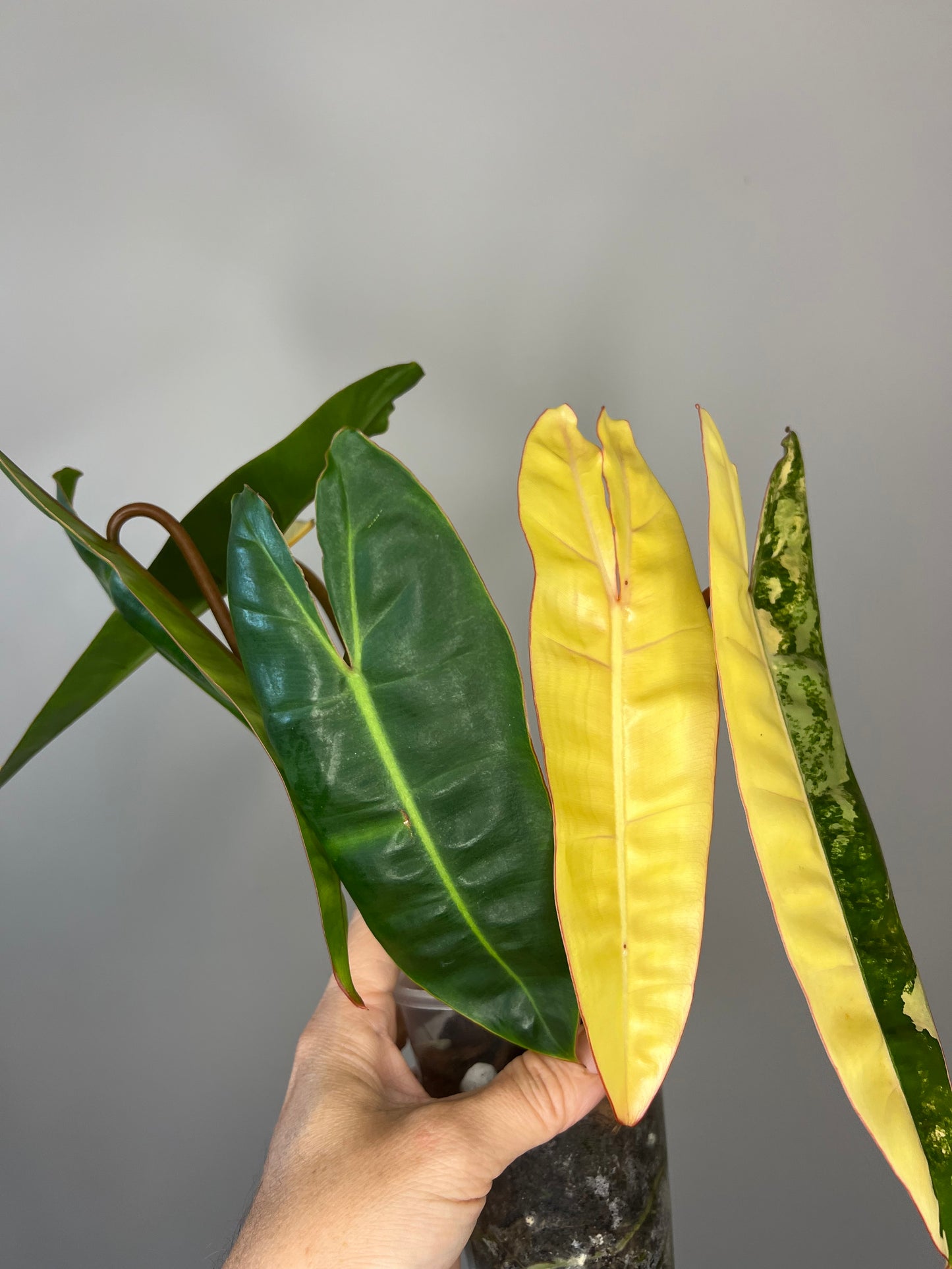 Philodendron Billietiae Variegated