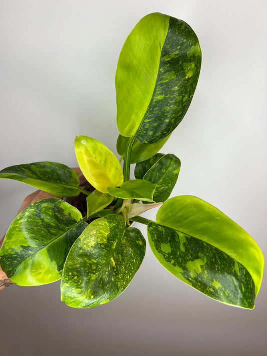 Philodendron Green Congo Nuclear