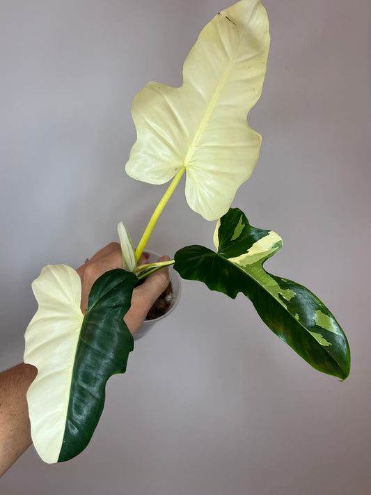 Philodendron Golden Dragon