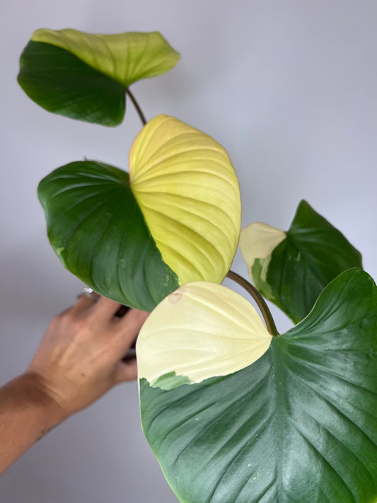 Homalomena Rubescens Tricolor Pink