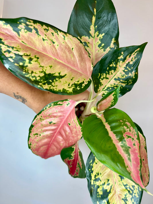 Aglaonema Cochin Orange
