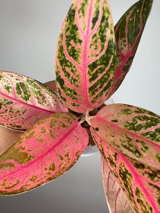 Aglaonema Pride of Sumatra Pink