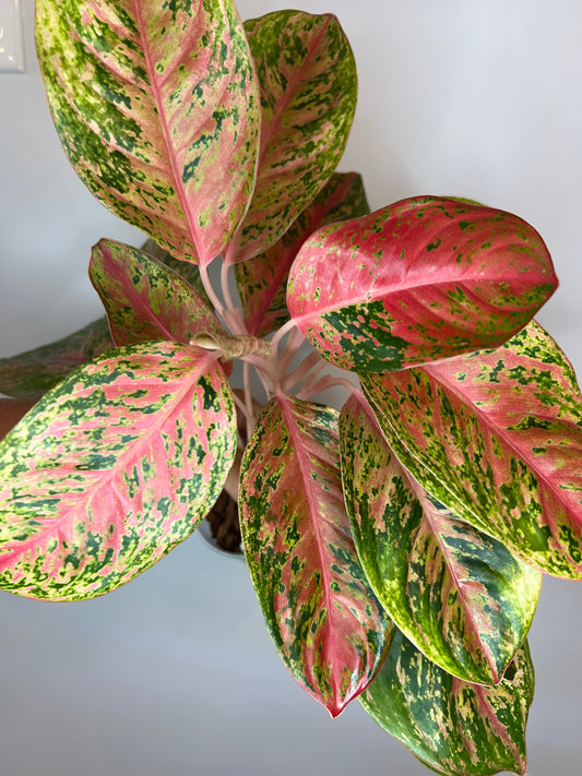 Aglaonema 9 Karat