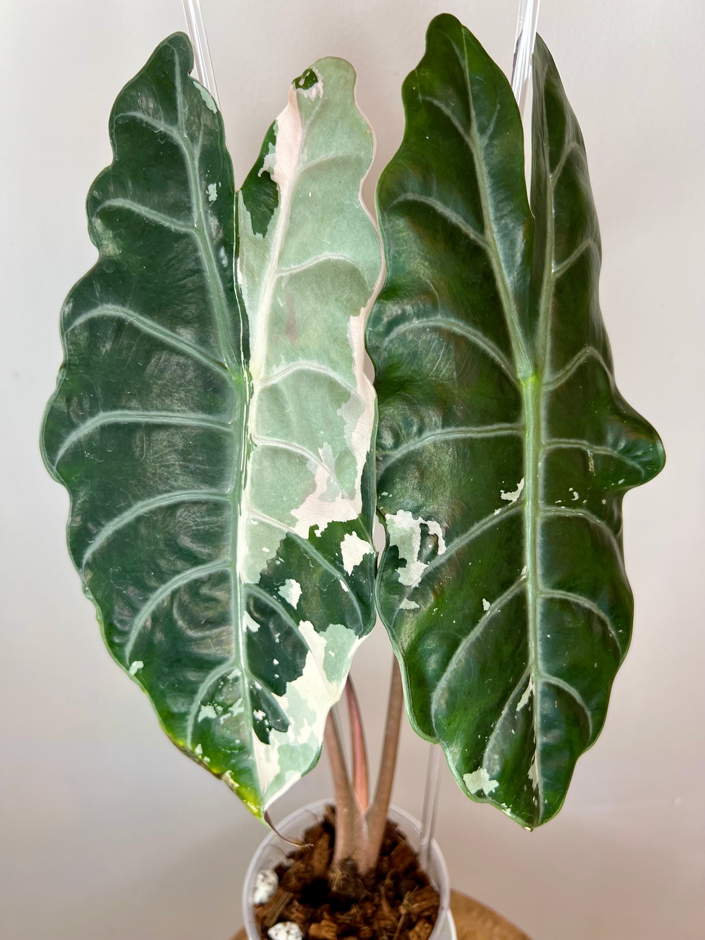 Alocasia Chantrieri Pink Corm