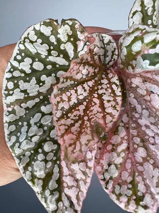 Begonia Snow Capped Pink Variegated