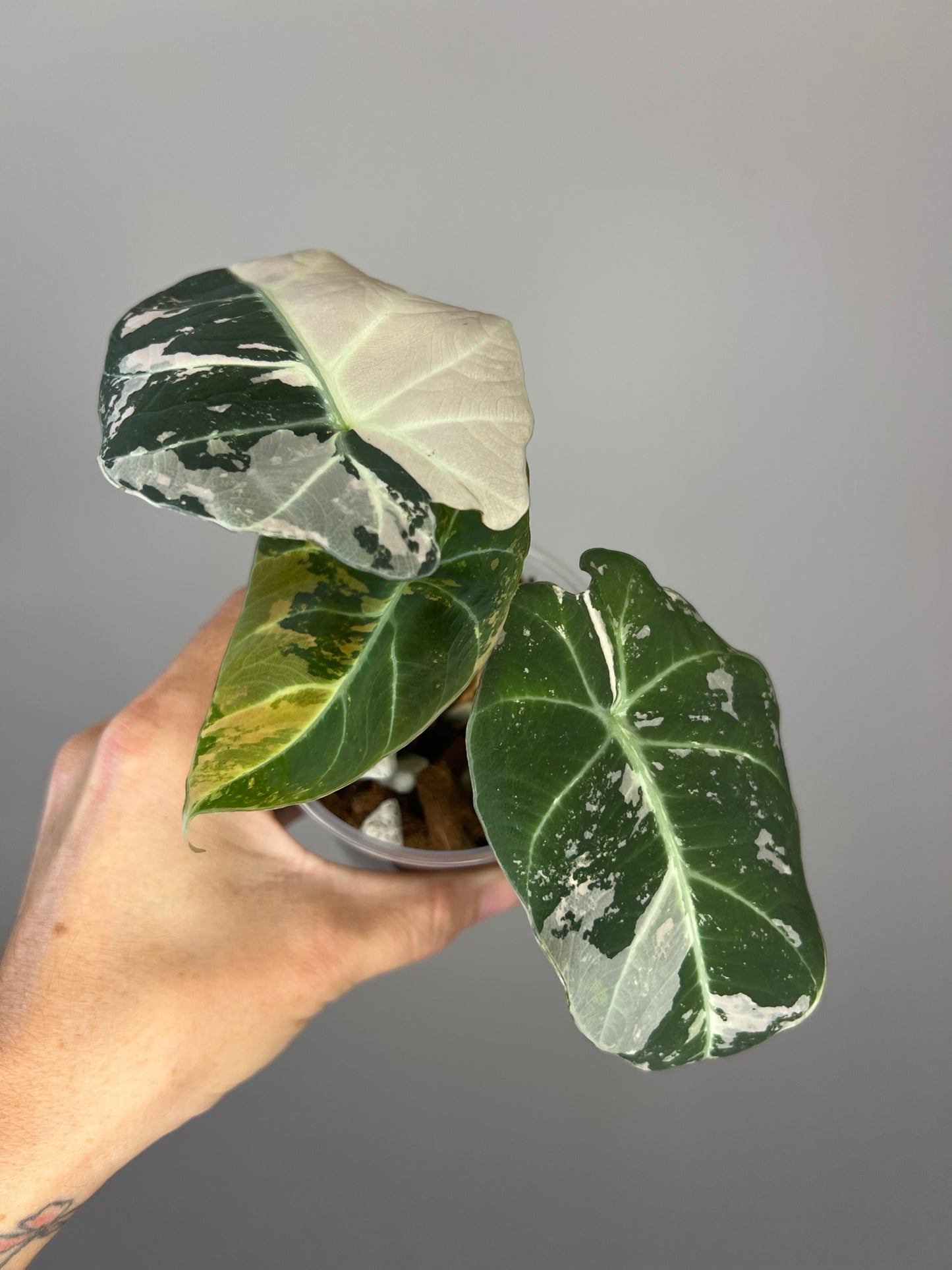 Alocasia Black Velvet Pink Variegated