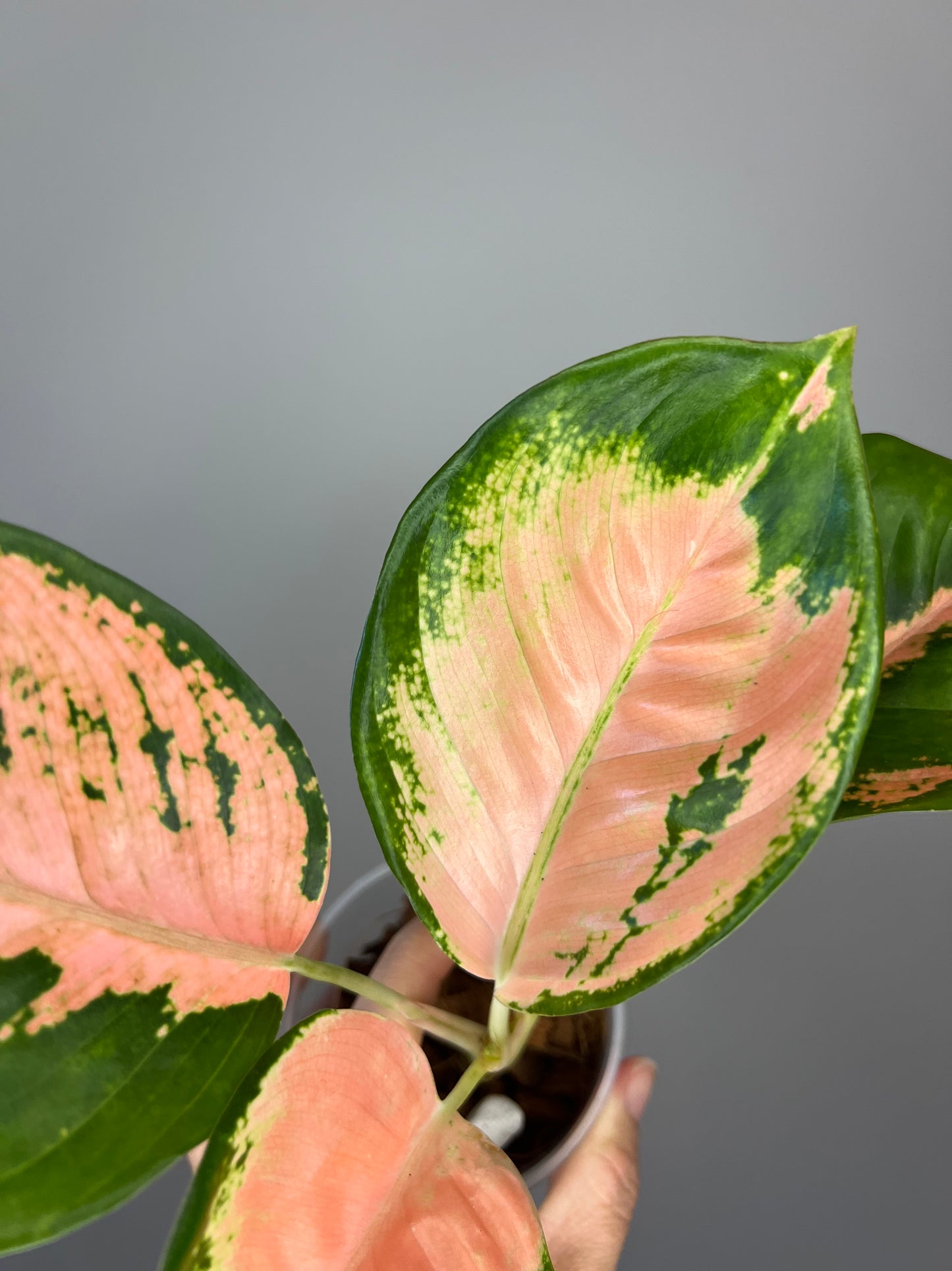 Aglaonema Orange Suksom π