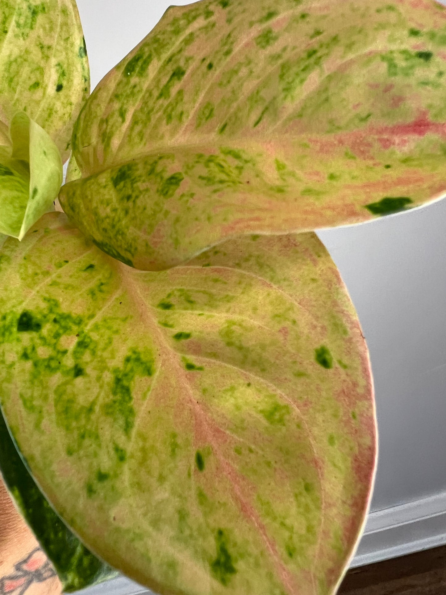 Aglaonema Pink Emerald