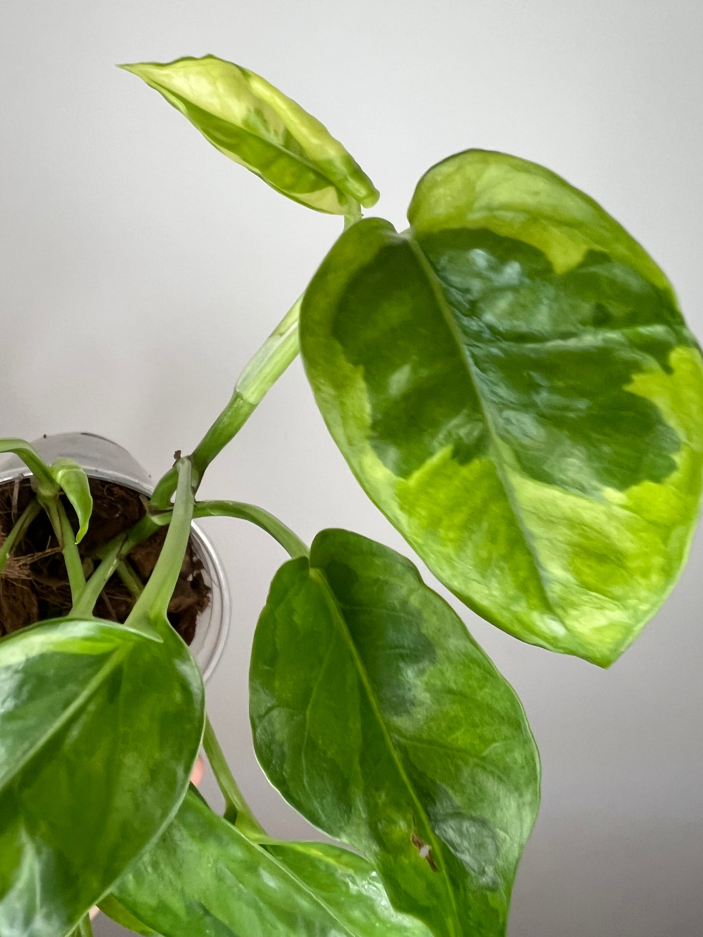 Epipremnum Aureum Lemon Meringue Pothos