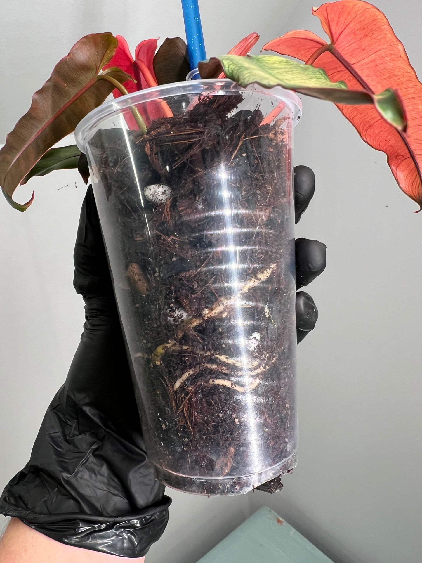 Philodendron Black Billietiea Blue Mint