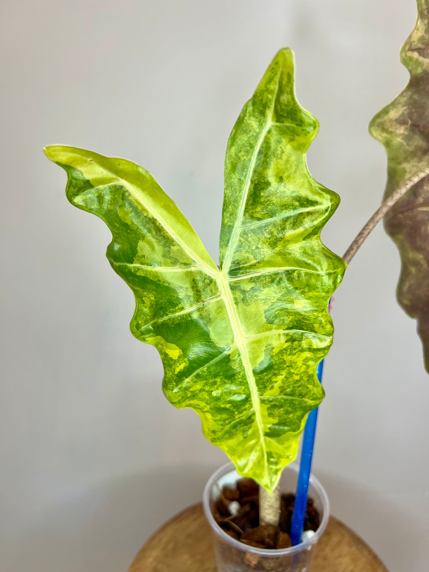 Alocasia Psuedo Sanderiana Bull Aurea CORM