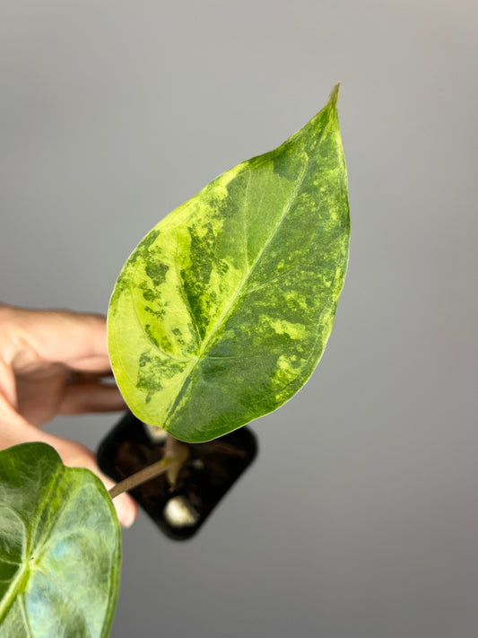 Alocasia Flamingo x Calidora x Hongkongensis x Black Velvet