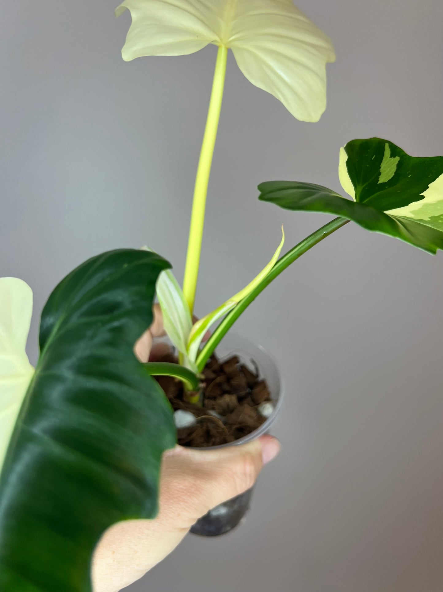 Philodendron Golden Dragon