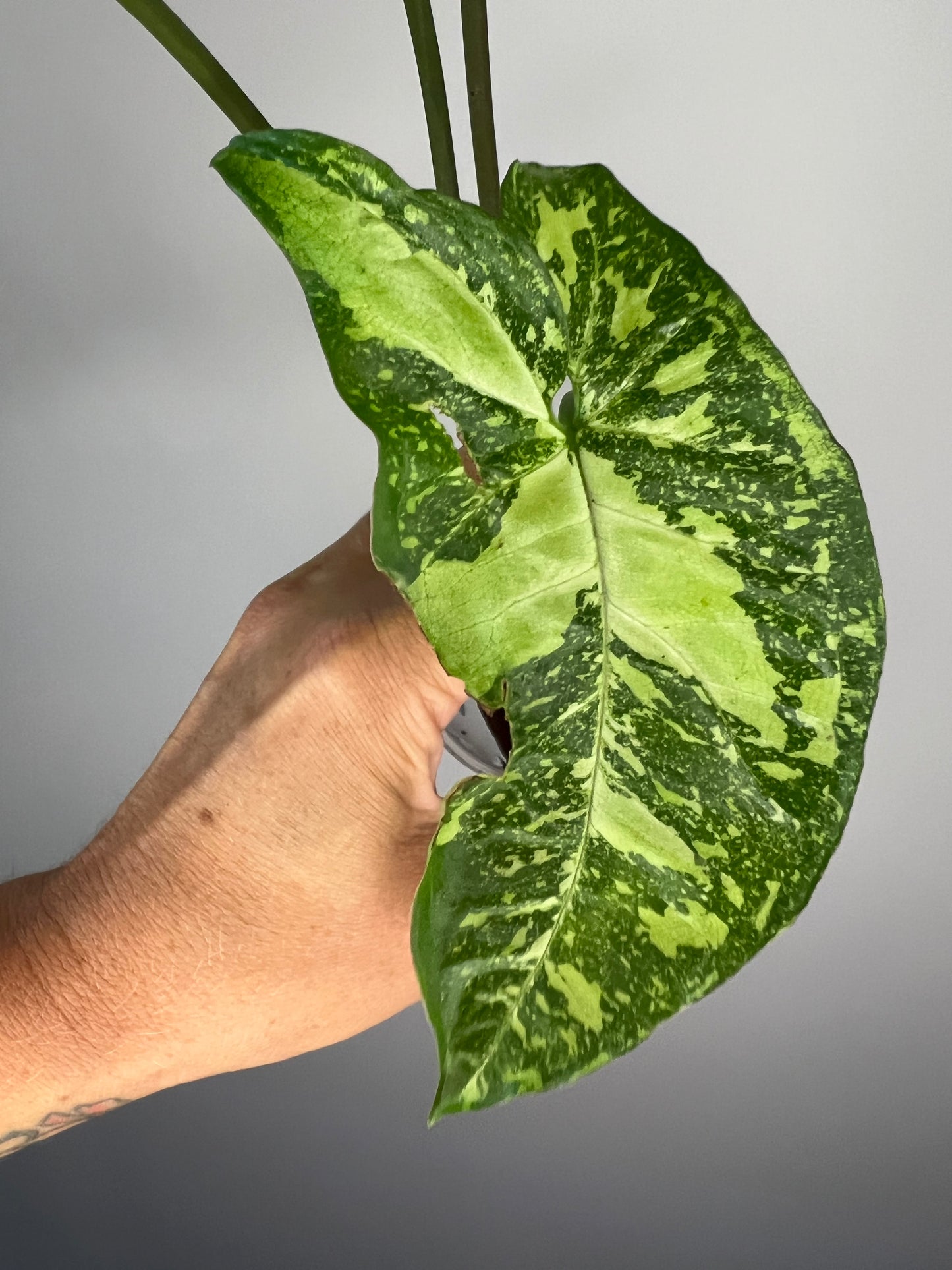 Syngonium Panda Galaxy
