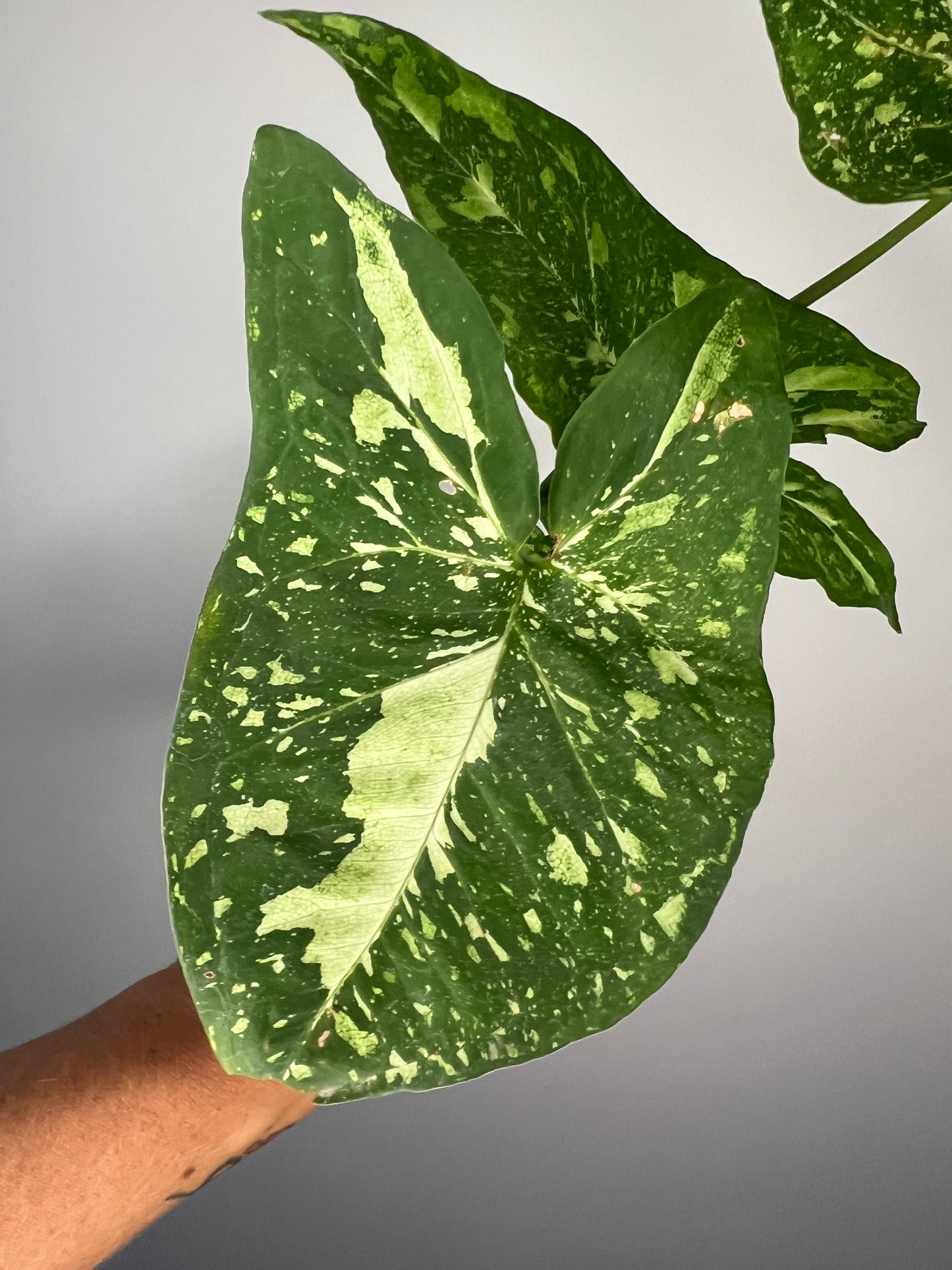Syngonium Panda Galaxy
