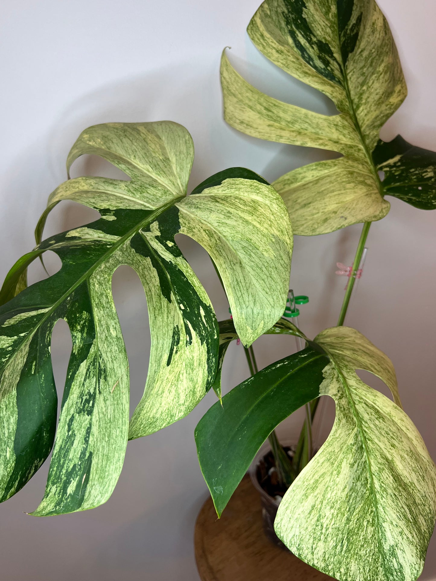 Monstera Mint NoID