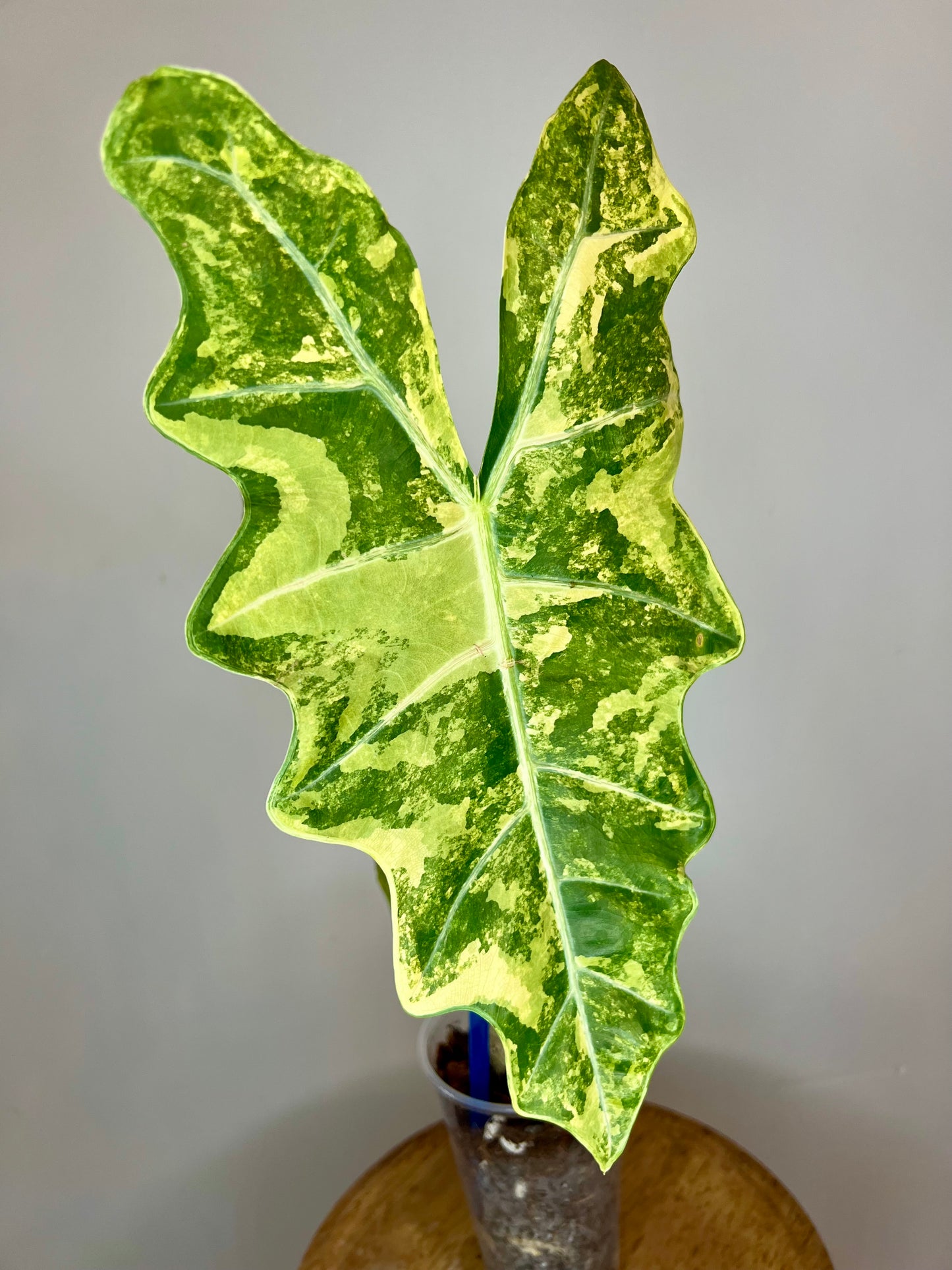 Alocasia Psuedo Sanderiana Bull Aurea CORM