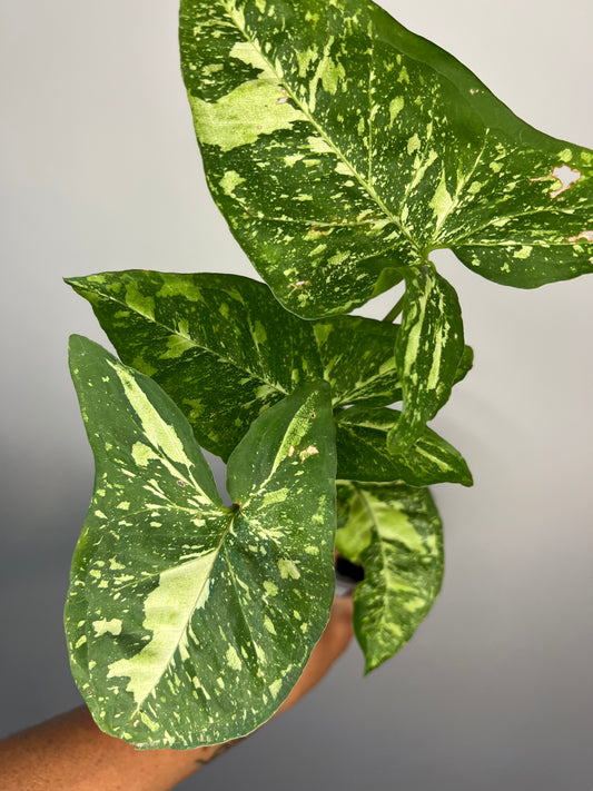 Syngonium Panda Galaxy