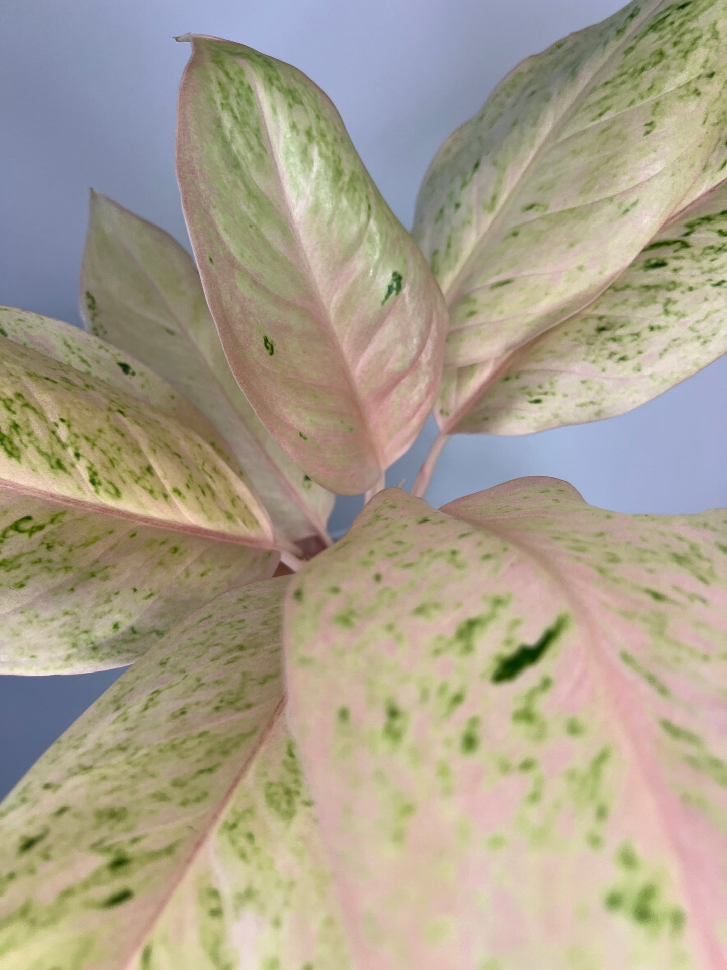 Aglaonema Intan Ice Cream