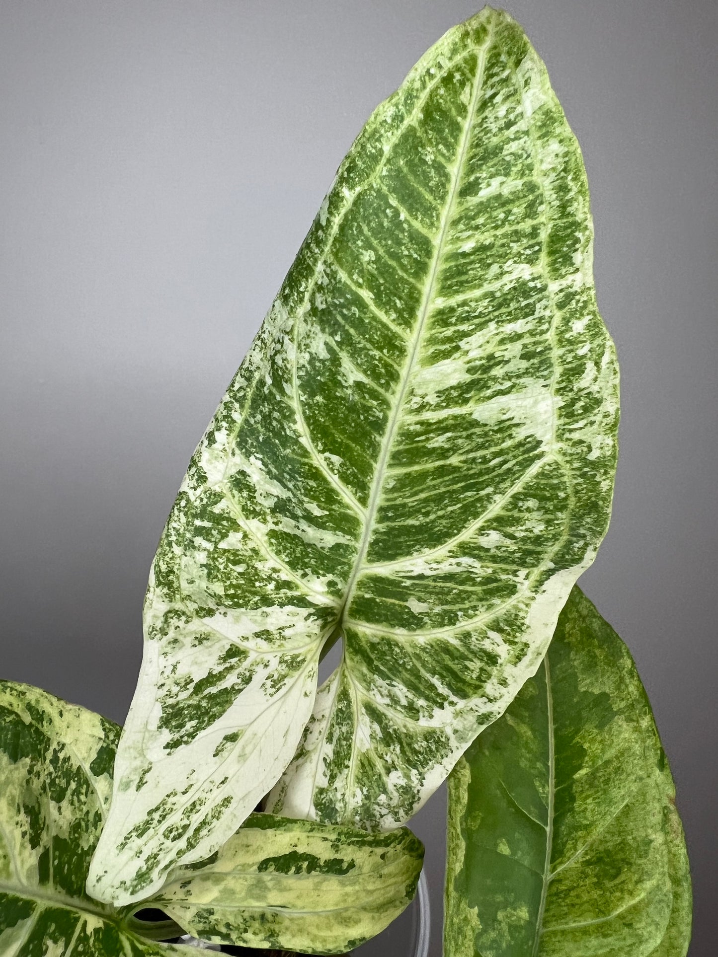 Syngonium Batik Variegated