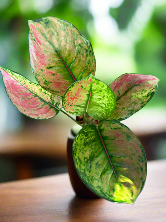 Aglaonema Heng Heng