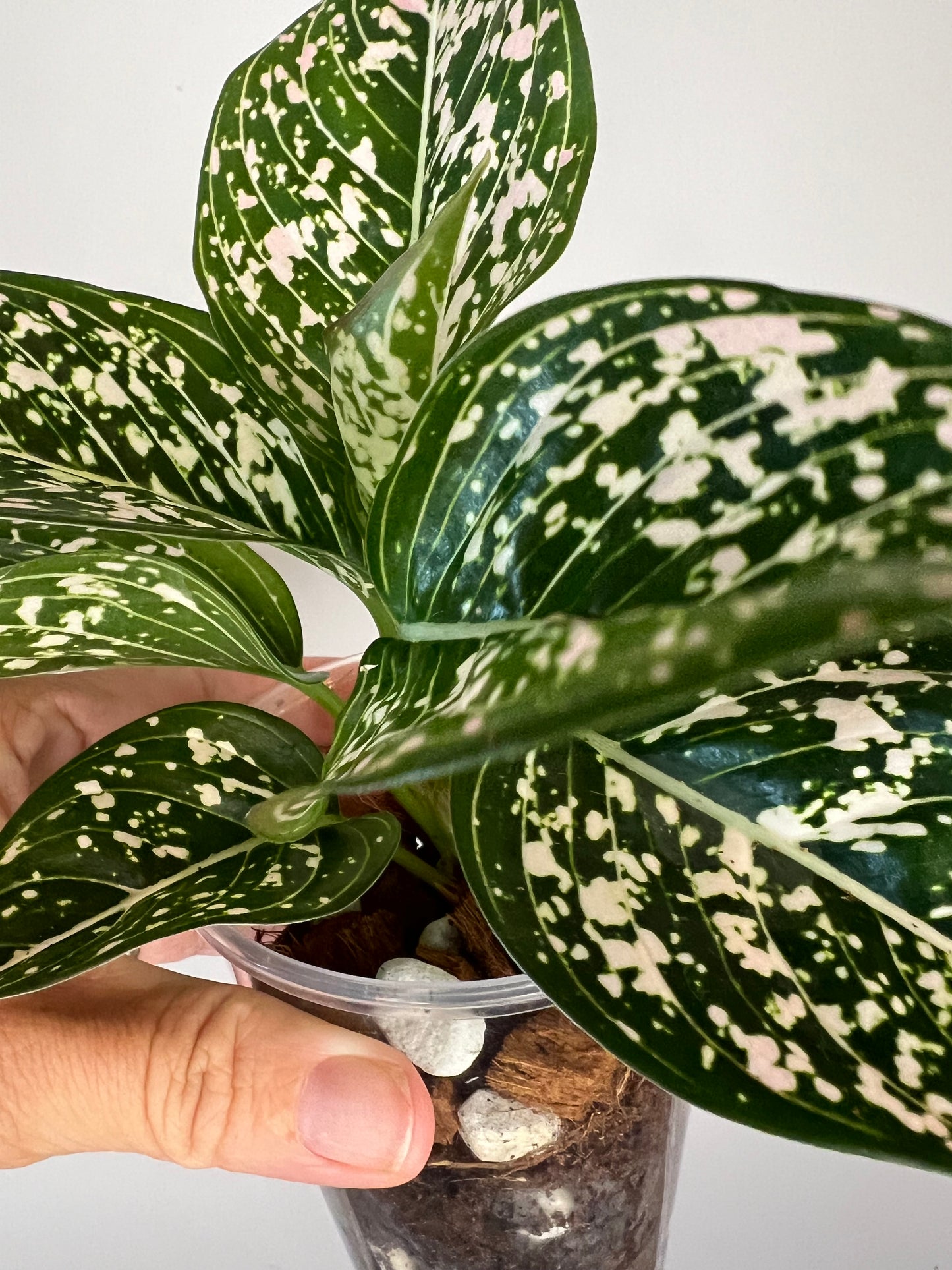 Aglaonema Siti Nurhalizah