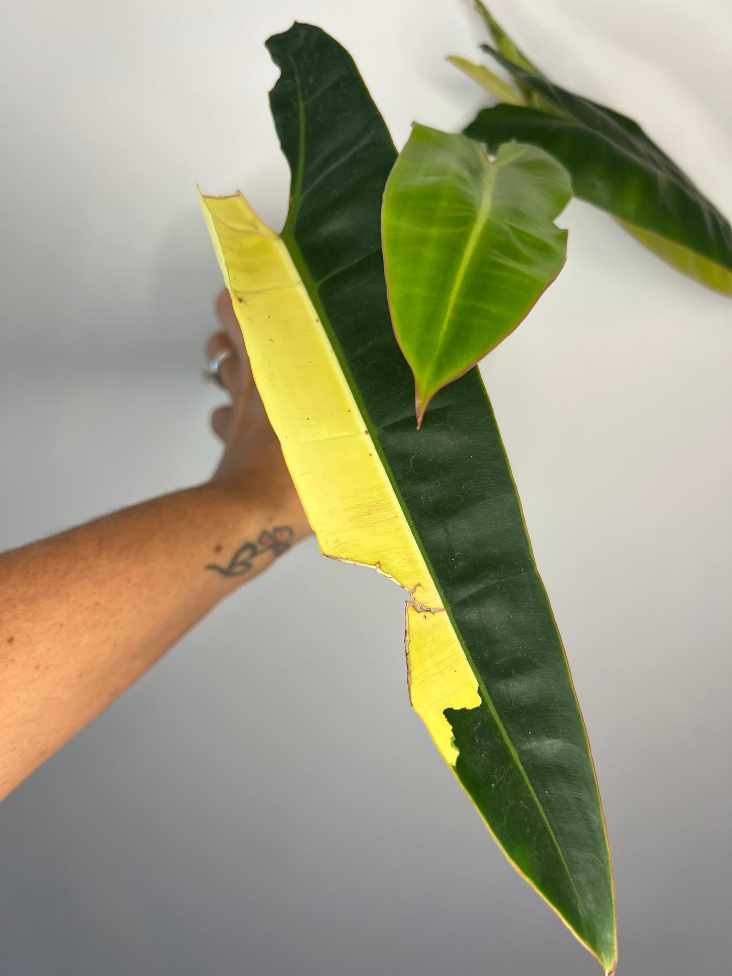 Philodendron Billietiae Variegated