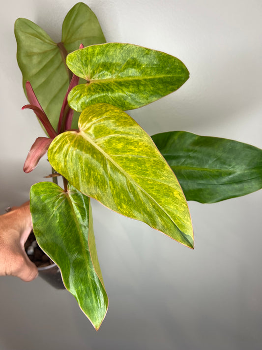 Philodendron Painted Lady