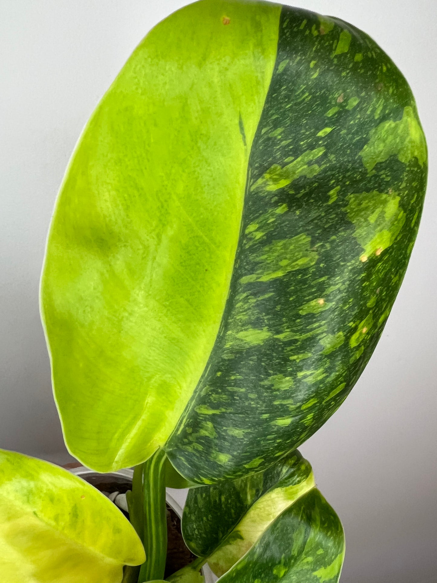 Philodendron Green Congo Nuclear