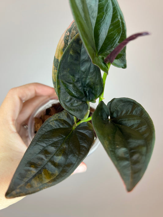 Syngonium Llano Carti Variegated