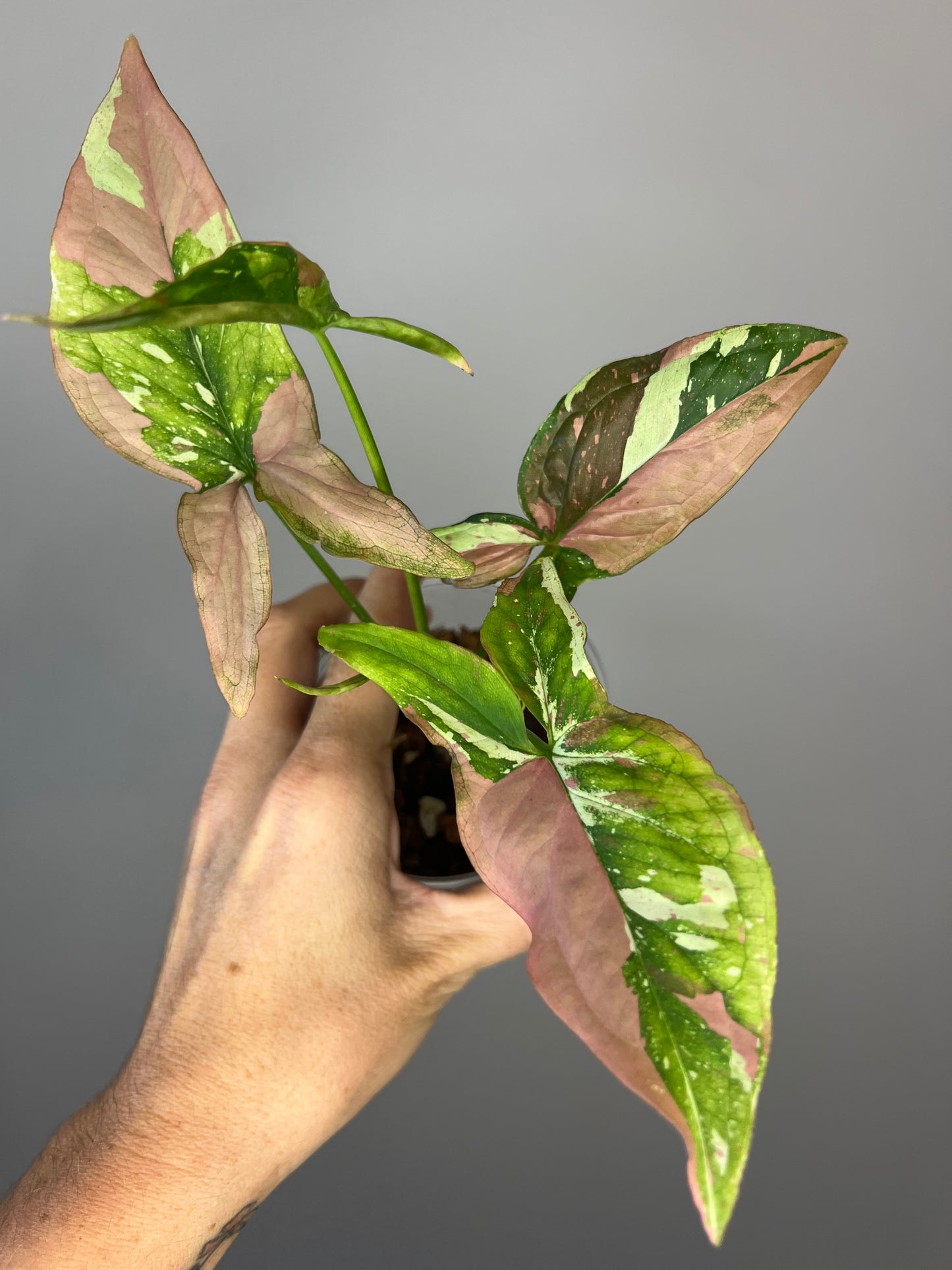 Syngonium Red Spot Tricolor "Pink on Pink" π
