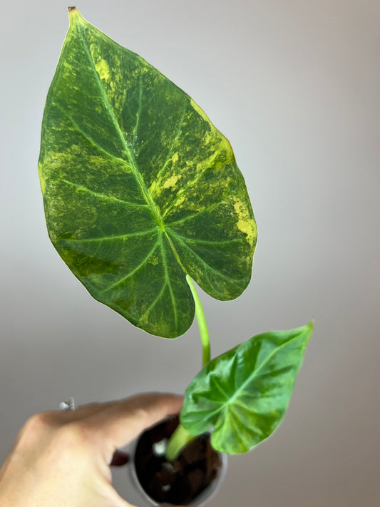 Alocasia Regal Shield Aurea "Blue Jeans"