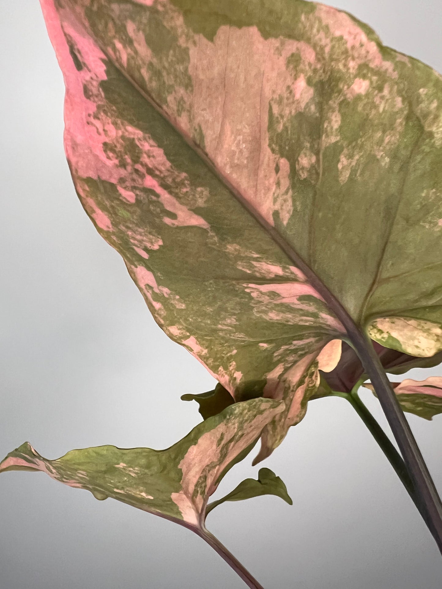 Syngonium Maria Variegated