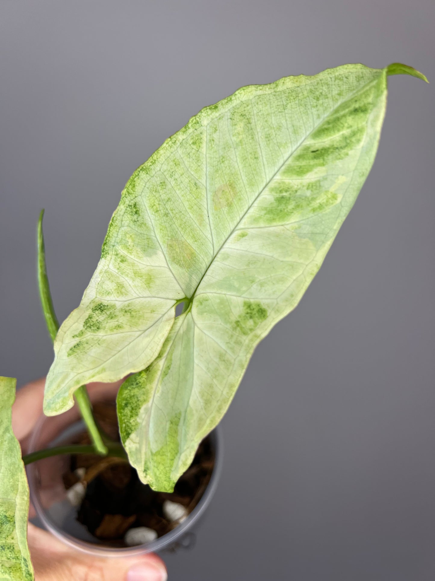 Syngonium White Butterfly Variegated