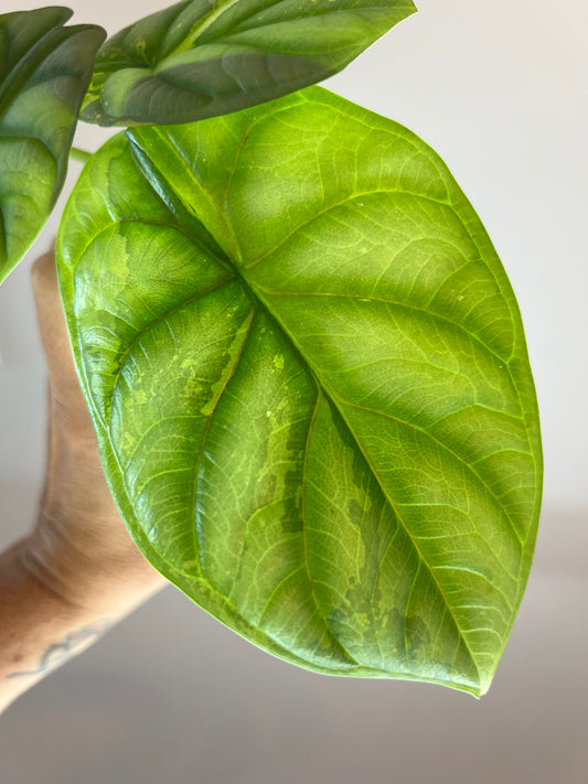 Alocasia Silver Dragon Aurea
