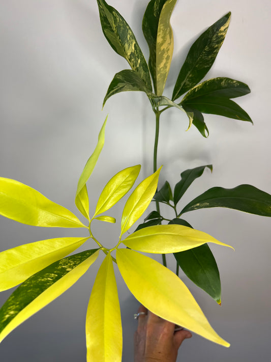 Thaumatophyllum Spruceanum Variegated (Philodendron Goeldii)