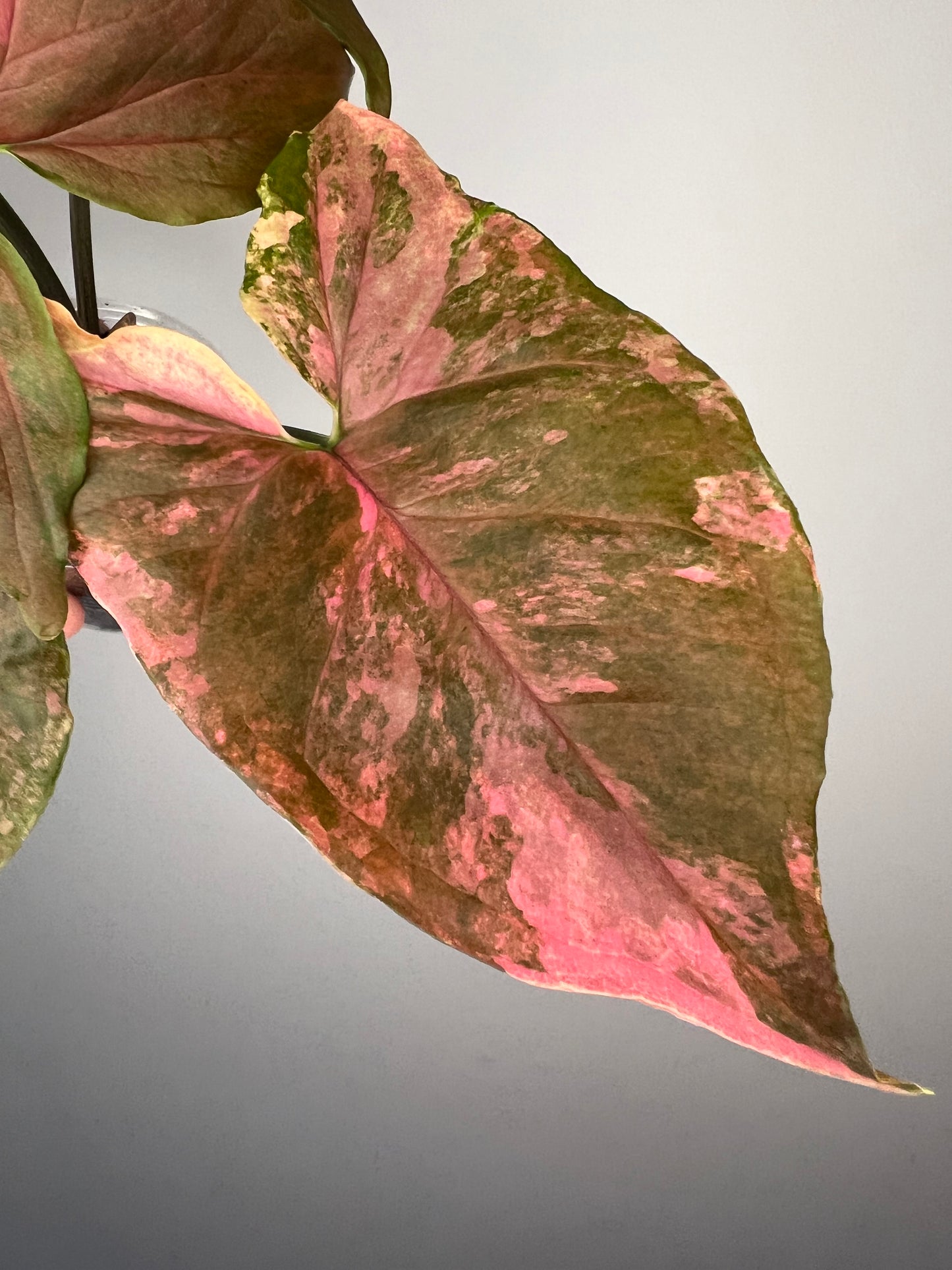 Syngonium Maria Variegated
