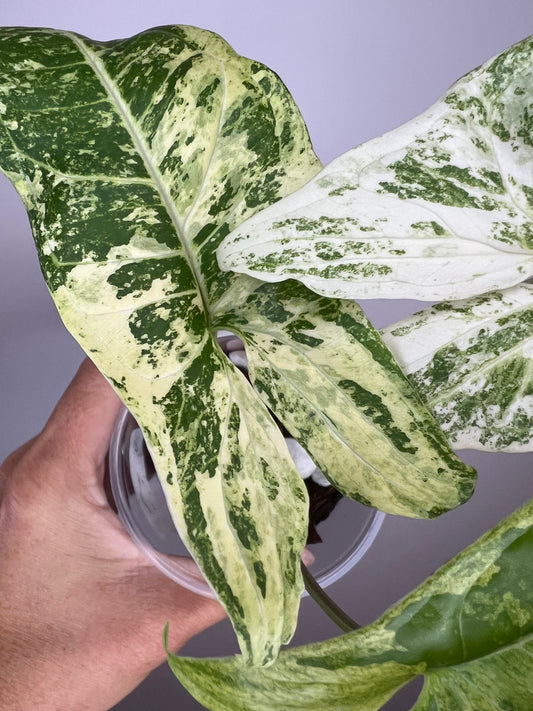 Syngonium Batik Variegated