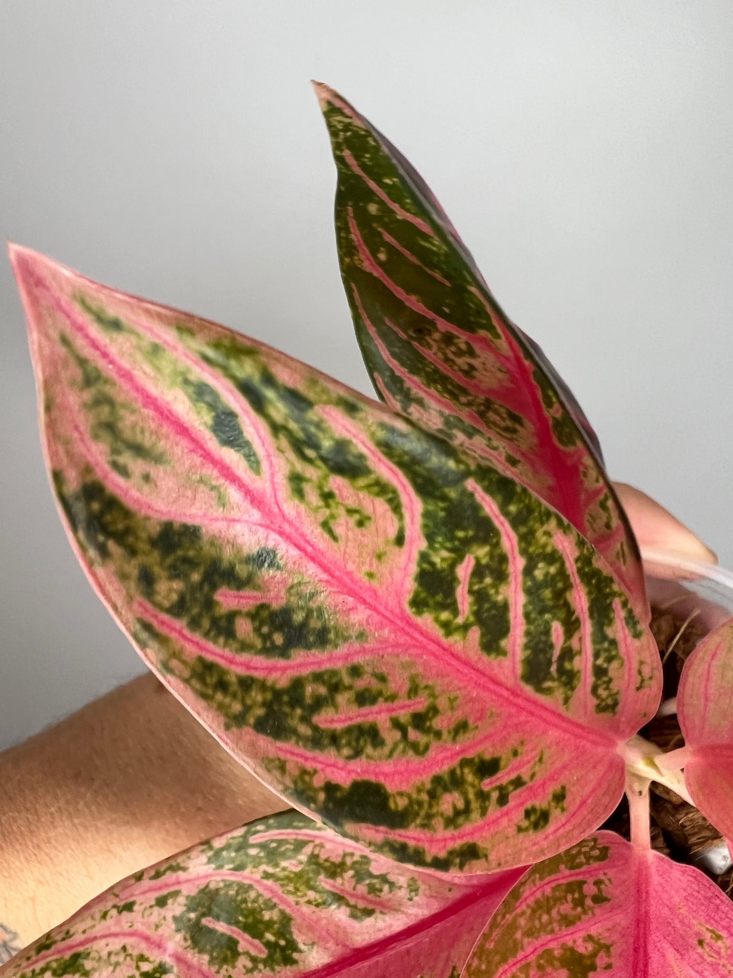 Aglaonema Pride of Sumatra Pink