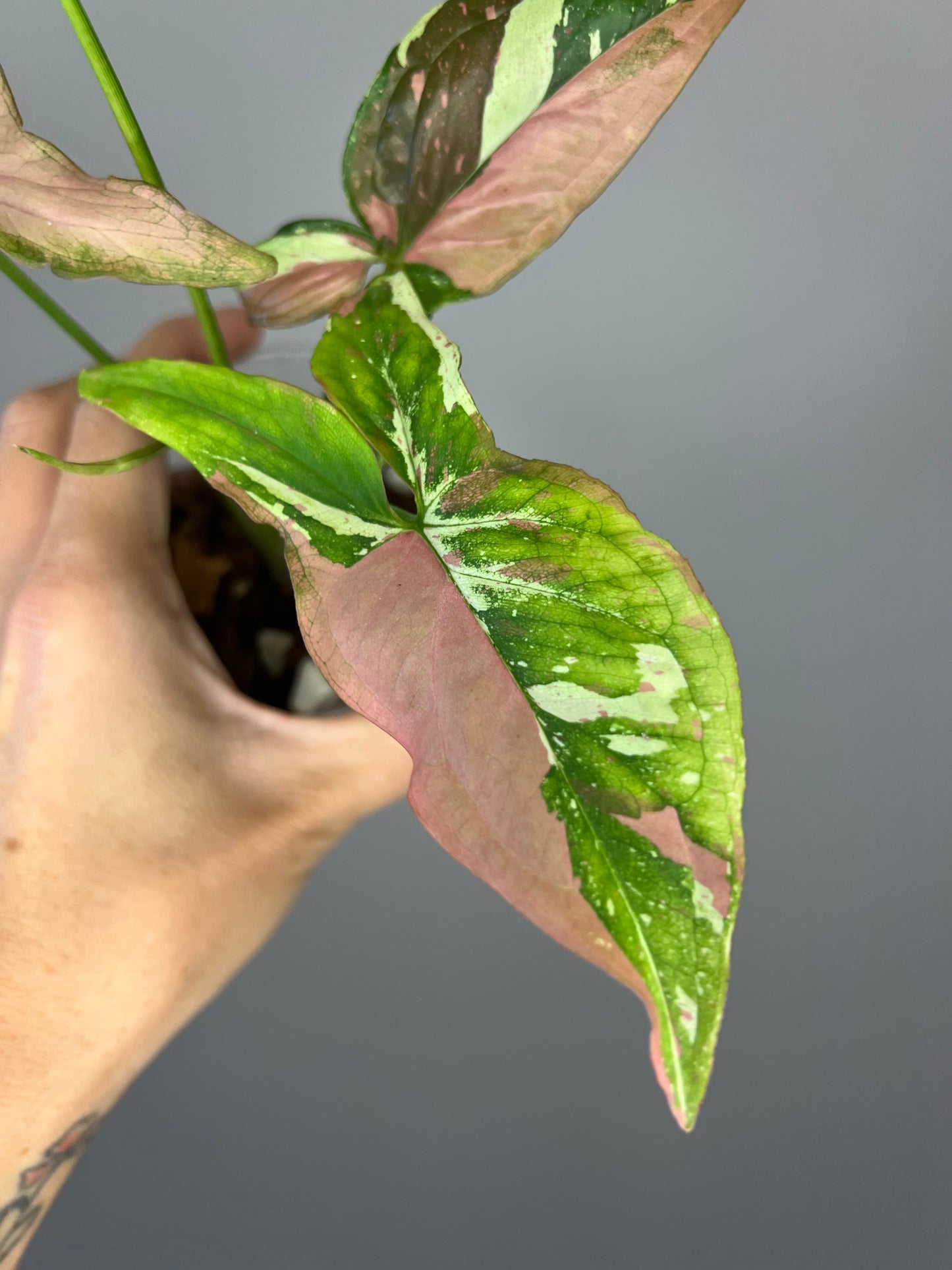 Syngonium Red Spot Tricolor "Pink on Pink" π