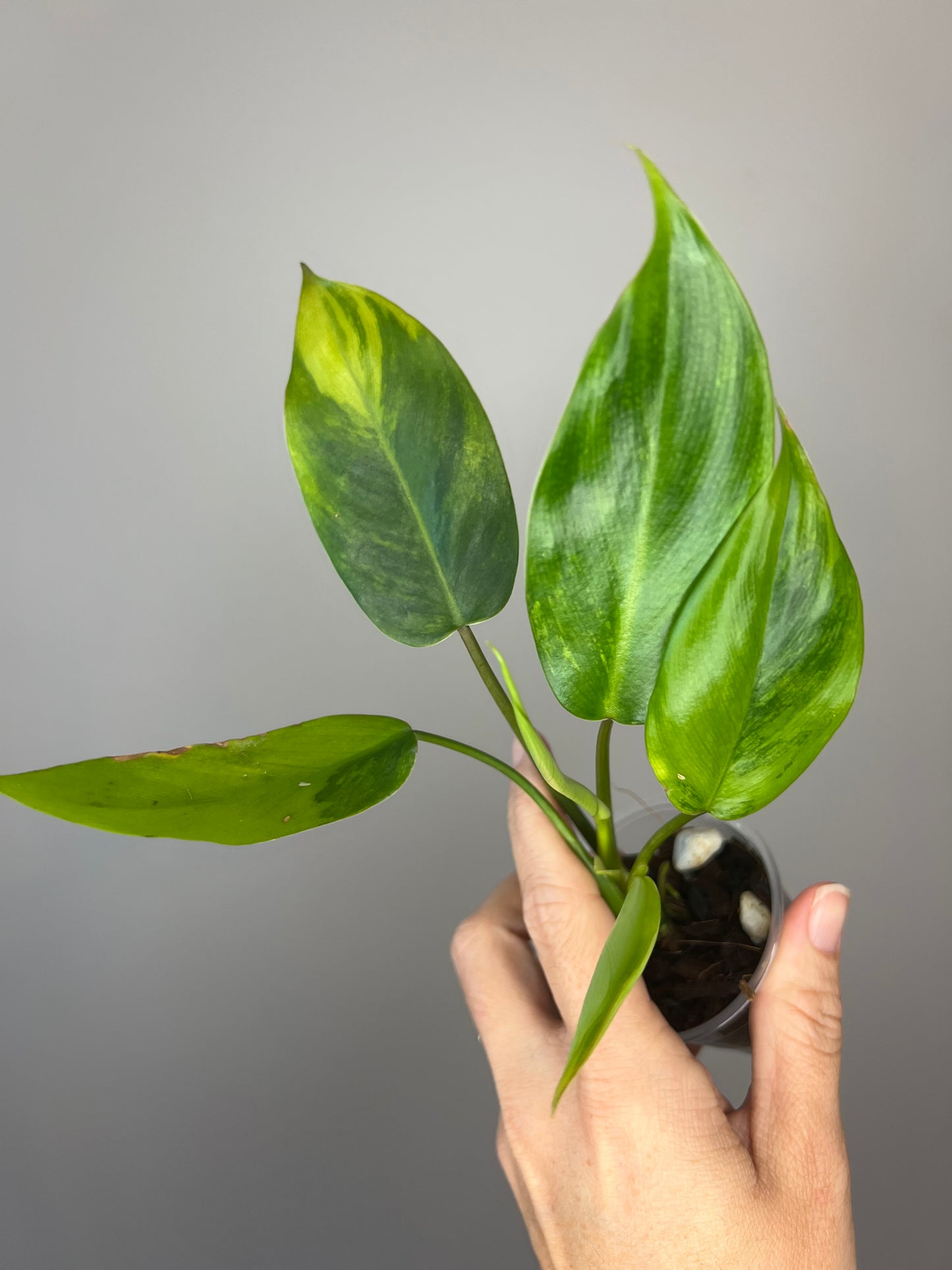 Philodendron Avocado Shake